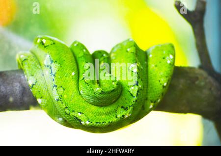 Grüne Python auf den Ästen von Bäumen im Dschungel Stockfoto