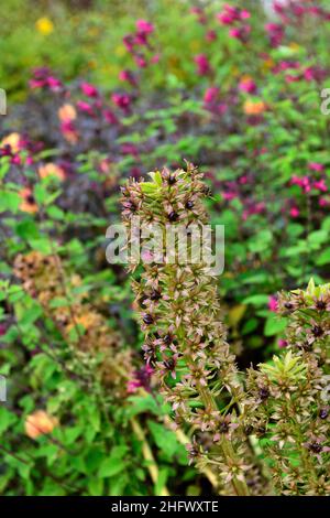 Eucomis pallidiflora ssp Pole-evansii, riesige Ananas-Lilie, Blütenstachel, Blumen, blühend, tropisch, exotische Bepflanzung, RM Floral Stockfoto