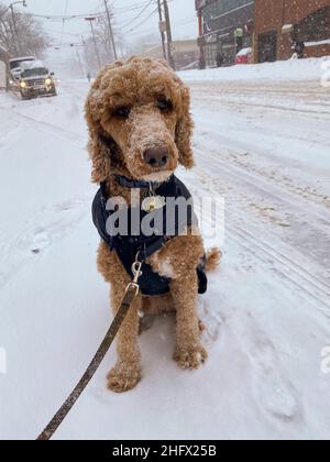 Golden Doodle Hund sitzt auf der Straße nach dem Wintersturm in Toronto, Kanada, Stockfoto