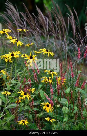 Persicaria amplexicaulis Orangefield, Orangofield, rosa Blumen, rudbeckia fulgida var deamii, rudbeckias, Kegelblumen, gelb, Blumen, Blume, Blüte, Dorn Stockfoto