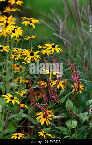 Persicaria amplexicaulis Orangefield, Orangofield, rosa Blumen, rudbeckia fulgida var deamii, rudbeckias, Kegelblumen, gelb, Blumen, Blume, Blüte, Dorn Stockfoto