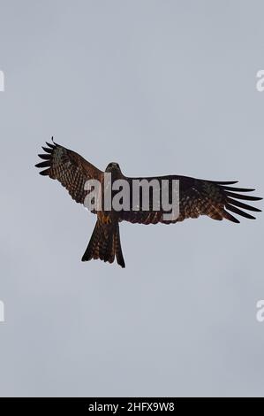 Ein detailliertes Porträt des Roten Drachen, Greifvogels. Land mit ausgebreiteten Flügeln auf einem Stumpf. Seitenansicht Stockfoto