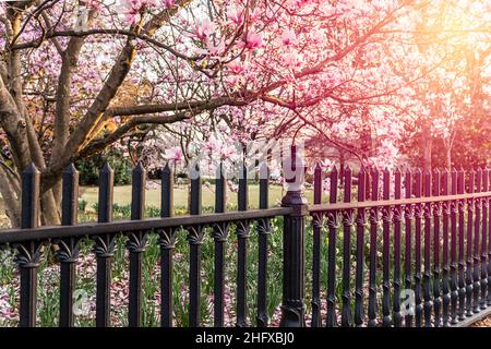 Kastierzaun und Untertasse Magnolien in der Abenddämmerung im Frühling. Stockfoto