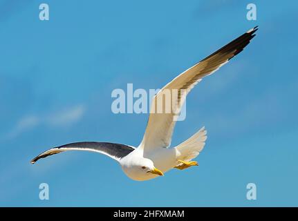 Möwe fliegt mit ausgebreiteten Flügeln und einem schönen Himmel im Hintergrund. Stockfoto