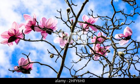 Magnolien in Bloom at. Botanischer Garten Stockfoto