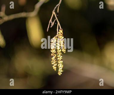 Gemeine Erle (Alnus glutinosa) oder Europäische Erlenkatzen, die Mitte Januar während eines milden Wetters gezeigt werden, West Lothian, Schottland. Stockfoto