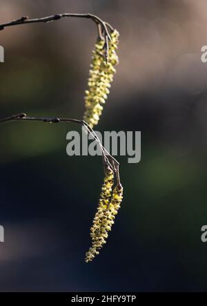 Gemeine Erle (Alnus glutinosa) oder Europäische Erlenkatzen, die Mitte Januar während eines milden Wetters gezeigt werden, West Lothian, Schottland. Stockfoto