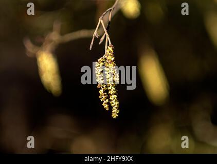 Gemeine Erle (Alnus glutinosa) oder Europäische Erlenkatzen, die Mitte Januar während eines milden Wetters gezeigt werden, West Lothian, Schottland. Stockfoto