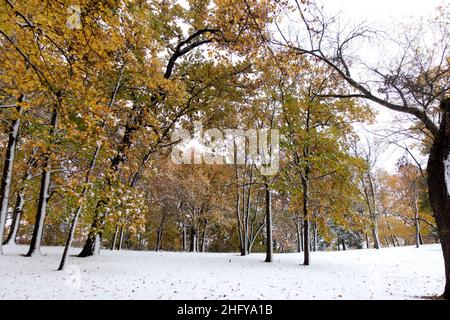 Wunderschöne Herbstbäume inmitten eines Schneefalls Anfang Oktober. Clitherall Minnesota, USA Stockfoto