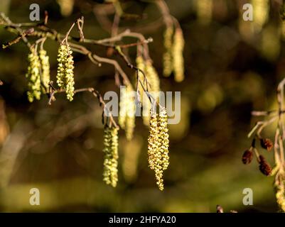 Gemeine Erle (Alnus glutinosa) oder Europäische Erlenkatzen, die Mitte Januar während eines milden Wetters gezeigt werden, West Lothian, Schottland. Stockfoto