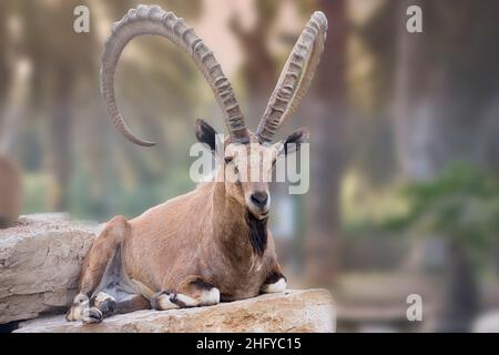 Steinbock in der Wüste Israels Stockfoto