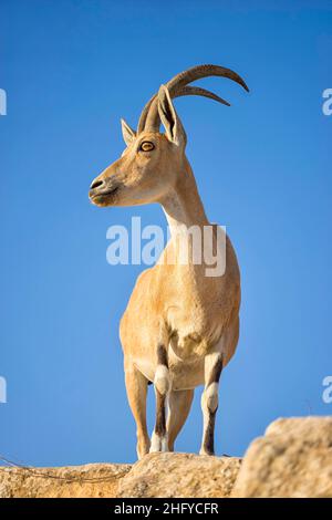 Steinbock in der Wüste Israels Stockfoto