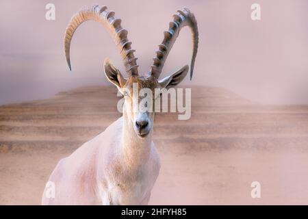 Steinbock in der Wüste Israels Stockfoto