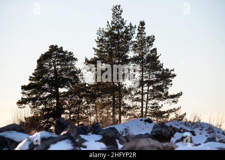 Helsinki / Finnland - 13. JANUAR 2022: Silhouette von drei Kiefern, die auf einem felsigen Hügel wachsen. Stockfoto