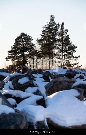 Helsinki / Finnland - 13. JANUAR 2022: Silhouette von drei Kiefern, die auf einem felsigen Hügel wachsen. Stockfoto