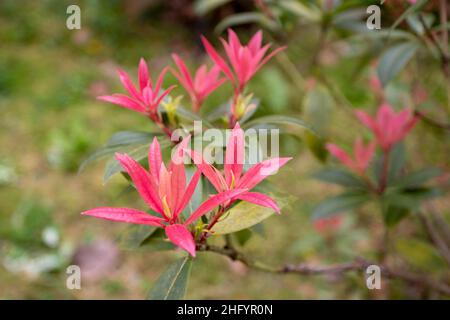 Pieris japonica. Japanische andromeda oder japanische pieris Pflanze mit jungen roten Wachstum im Frühjahr. Stockfoto