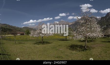 Talboden in der Nähe von Flums während der Frühjahrsblüte, Schweiz Stockfoto