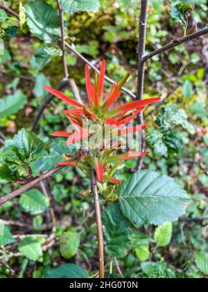 Der riesige rote indische Pinsel (Castilleja miniata) ist eine Art des indischen Pinsels, der unter dem gemeinsamen Namen riesiger roter indischer Pinsel bekannt ist. Es ist nativ Stockfoto