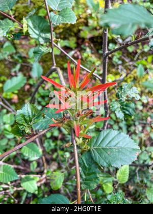 Der riesige rote indische Pinsel (Castilleja miniata) ist eine Art des indischen Pinsels, der unter dem gemeinsamen Namen riesiger roter indischer Pinsel bekannt ist. Es ist nativ Stockfoto