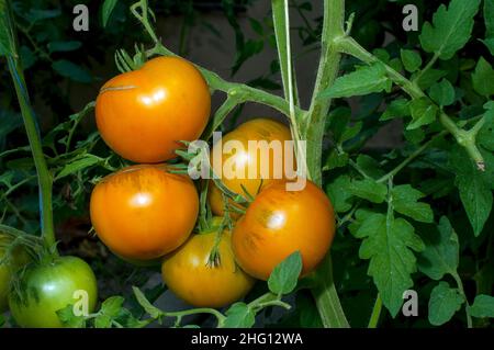 Gelbe Tomaten wachsen in Trauben im Garten Stockfoto