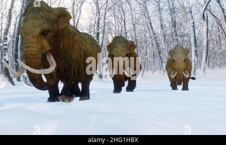 Eine Illustration aus dem Jahr 3D einer Herde von Woolly Mammuts, die durch einen verschneiten Wald spazieren. Stockfoto