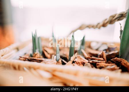 Sprossen von Narzissen und Hyazinthen in einem speziellen Behälter Stockfoto