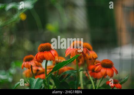 Orangefarbener Blumenkopf, Seitlicher Winkel Stockfoto
