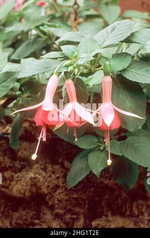 Nahaufnahme von Fuchsia Coachman mit drei rötlich-orangen Blüten. Eine einzelne aufrechte buschige Fuchsie, die eine Laub-Dauerfrost- und frostzart ist. Stockfoto