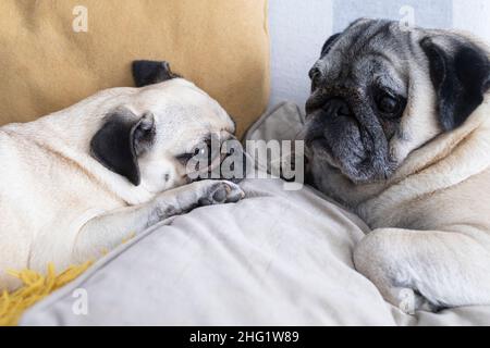 Zwei Hunde entspannen sich zu Hause auf dem Sofa. Ein paar Pugs in ihrem Haus Stockfoto