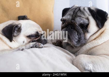 Zwei Hunde entspannen sich zu Hause auf dem Sofa. Ein paar Pugs in ihrem Haus Stockfoto