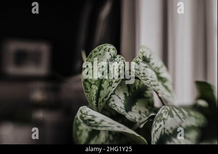 Buntes Blattmuster scindapsus exotica auf einer Fensterbank Stockfoto