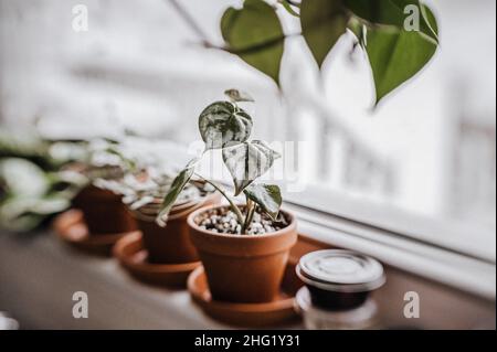 Kleiner Philodendron brandtianum in einem Terrakottatopf auf der Fensterbank Stockfoto