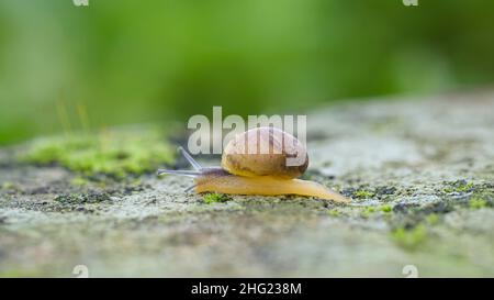 Wildes Leben Schnecke kriechen auf felsigen Lebensraum Ökosystem, Makrotier, Frühling Natur Stockfoto