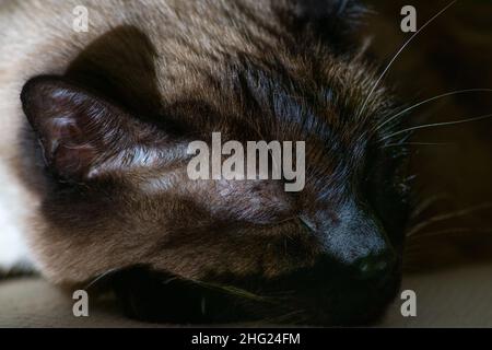 Stillendes Katzenportrait, siamesische Katze schläft Stockfoto