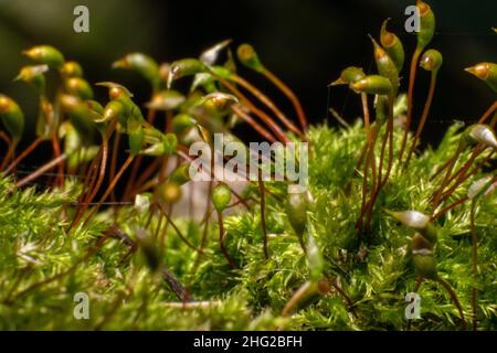 Moos Makro Fotografie Samen von Moos Nahaufnahme Bild. Wilde Pflanzen im Freien, oh feuchte Stellen. Stockfoto