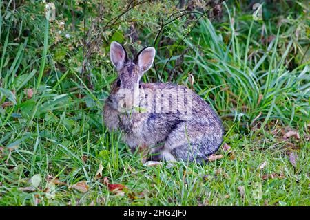 Eadtern cottontail Kaninchen, Sylvilagus floridanus, Fütterung von Gras und Blättern. Stockfoto