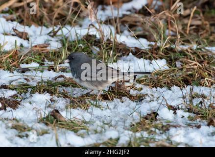 Schieferfarben Junco, eine häufige Variante der Dark Eyed Junco, Junco hyemalis, die im Gras und Schnee nach Samen sucht. Stockfoto