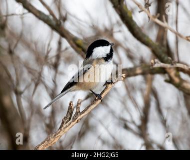 Black-capped Chickadee, Poecile atricapilla thront auf einem Ast Stockfoto