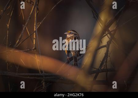Dunkles Bild eines Weißkehlspatzen im Winter mit Sträuchern im goldenen Stundenlicht. Raleigh, North Carolina. Stockfoto