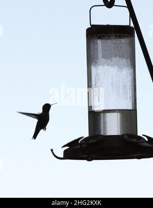 Schwarz-Weiß-Bild: Silhouette eines kleinen Kolibris, der von einem Futterhäuschen voller Zuckerwasser in der Luft schwebt. Stockfoto