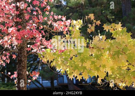 Äste von Bäumen mit kontrastierenden, leuchtend grünen, gelben und roten Herbstblättern. Stockfoto