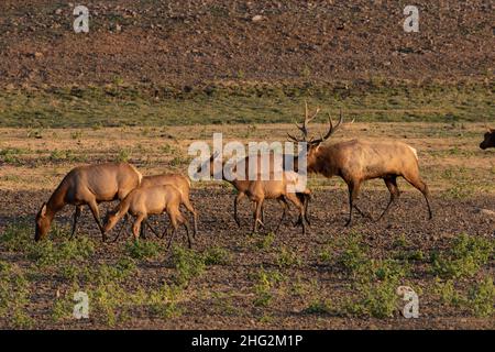 Ein reifer Tule Elk Herdenbulle, Cervus canadensis nannodes, bewegt seine Herde Kühe während der jährlichen Brunftzeit in der kalifornischen Küste entlang. Stockfoto