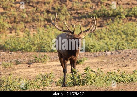 Ein reifer Tule Elch-Bulle, Cervus nannodes, produziert während der jährlichen Brunftzeit in den Ausläufern der kalifornischen Küste einen Paarungsbugle. Stockfoto