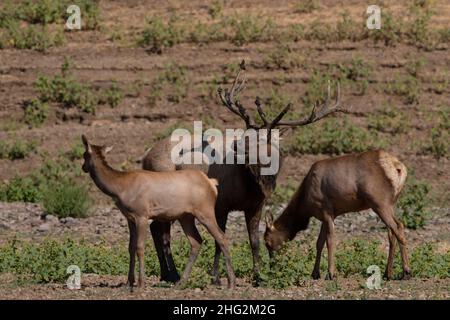 Ein Tule-Elch-Bulle, Cervus nannodes, gibt einen Knall aus der Brunftzeit ab, als er seinen kleinen Harem von Kühen vor rivalisierenden Bullen in der kalifornischen Küste schützt. Stockfoto