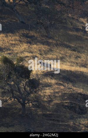 Ein Tule Elk-Bulle, der auf einem grasbewachsenen Abhang in der kalifornischen Küstenkette im Merced County ruht. Stockfoto