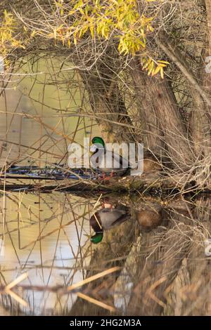 Ein Mallard-Paar, Anas platyrhynchos, loafing auf einer untergetauchten schwarzen Weide, Salix nigra, im San Luis NWR, San Joaquin Valley, CA. Stockfoto