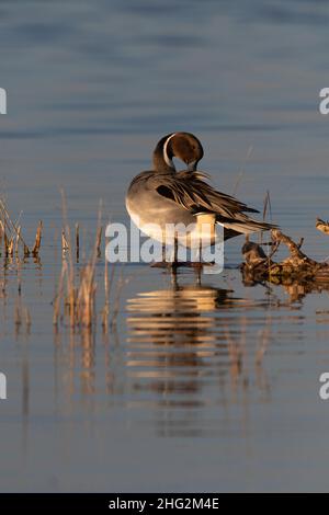 A drake Northern Pintail, Anas acuta, federt seine Federn in einem abscheulichen Gebiet auf dem kalifornischen Merced National Wildlife Refuge im San Joaquin Valley. Stockfoto