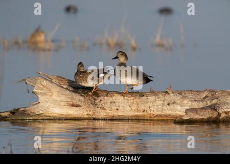 Gadwall drake und Henne, Anas Strepera, posieren auf einem mitttägigen Loafing-Baumstamm in einem verwalteten Feuchtgebiet auf dem kalifornischen Merced NWR. Stockfoto