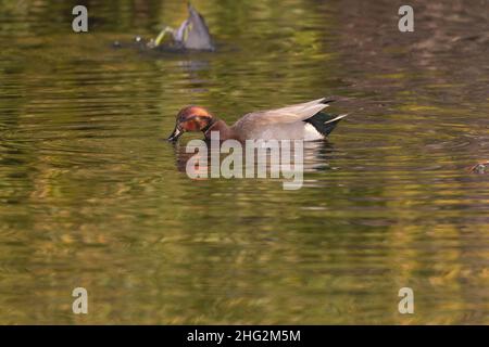 Eine seltene Brauerente ist eine Mischung aus einer Stockente, Anas platyrhynchos, und einem Schadwall, Anas strepera und benannt von JJ Audubon. Stockfoto