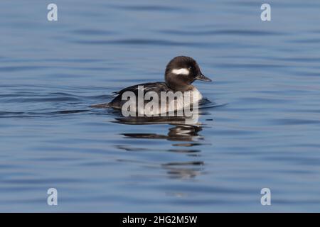 Adult Bufflehead Henne, Bucephala albeola, Schwimmen im Tiefwasser-Winterhabitat im kalifornischen San Joaquin Valley. Stockfoto